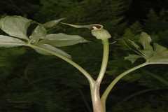 Arisaema flavum